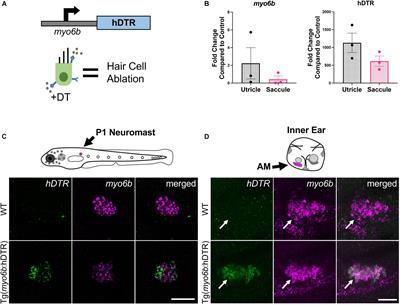 Vestibular and Auditory Hair Cell Regeneration Following Targeted Ablation of Hair Cells With Diphtheria Toxin in Zebrafish